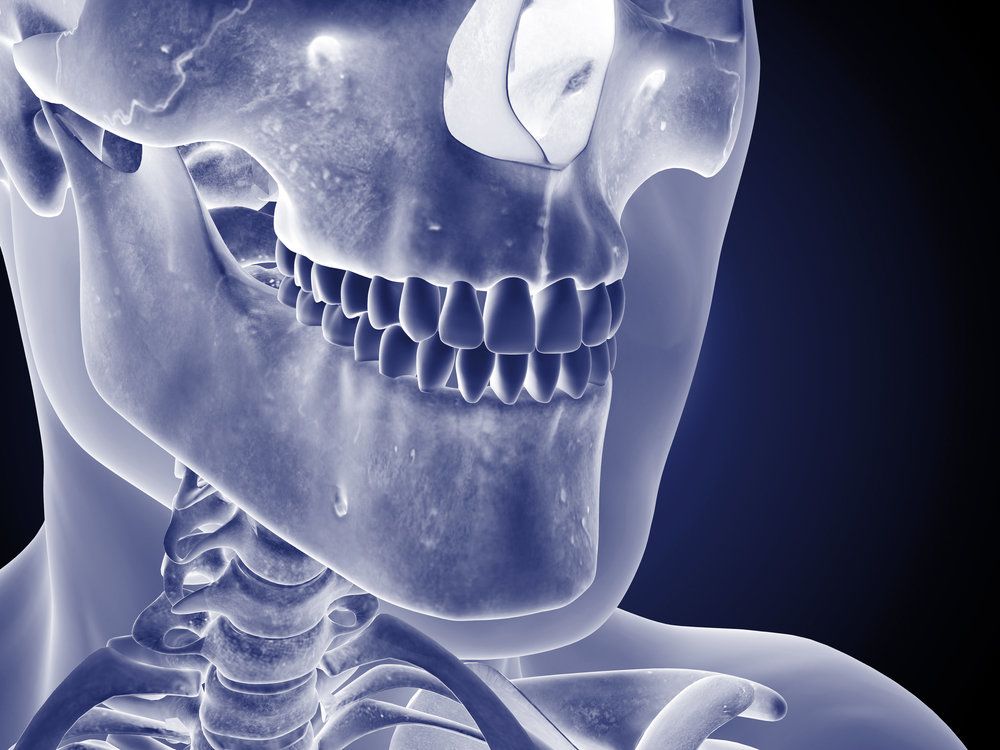 illustration of facial bone structure